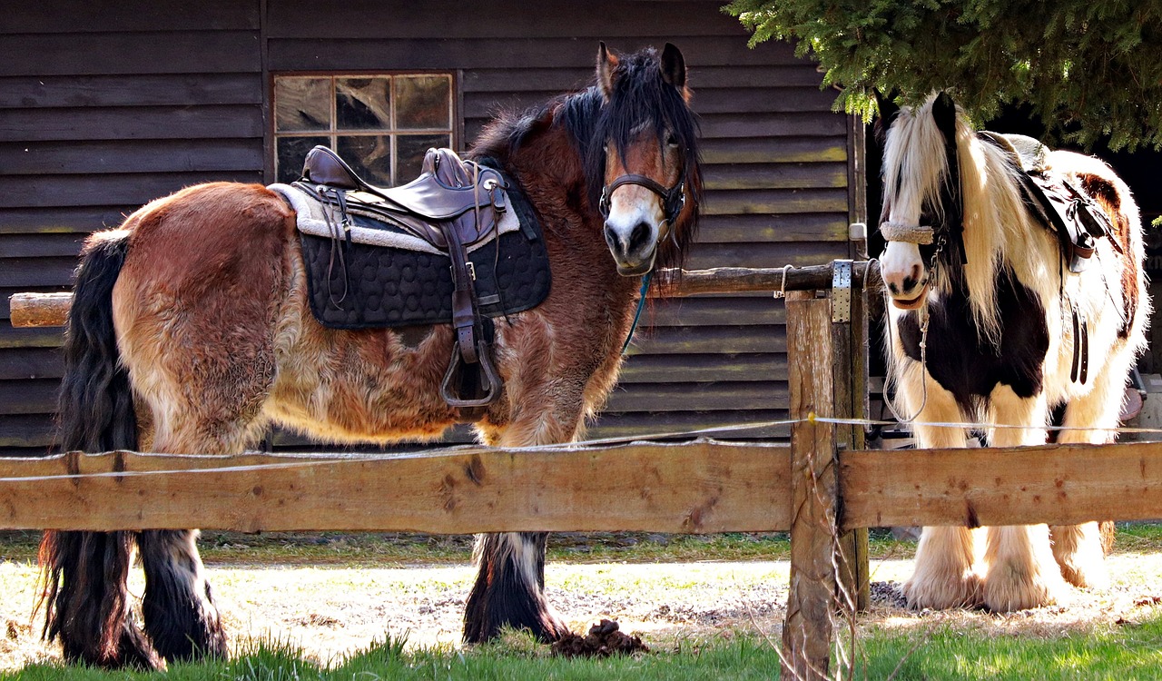 De twee essentiële dekens die je nodig hebt voor je paard!